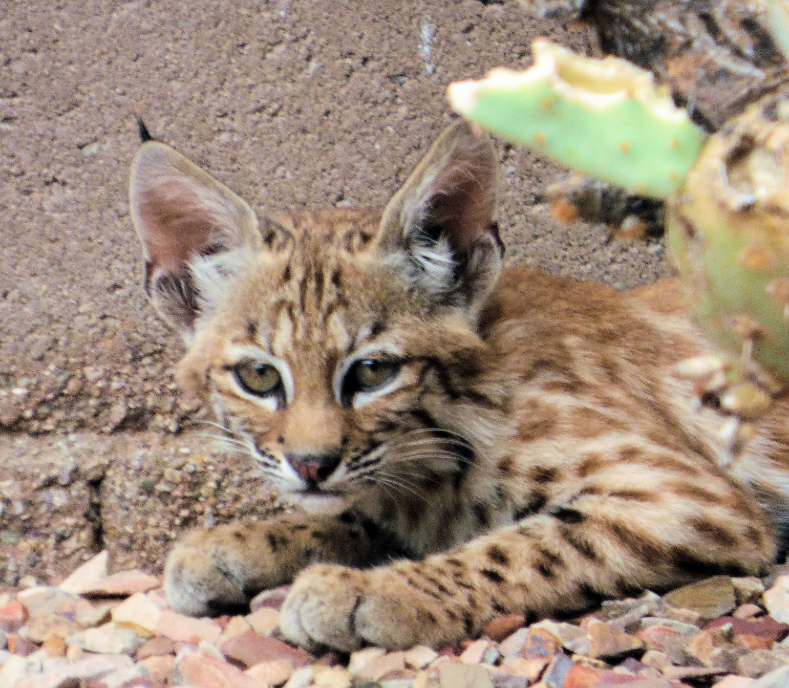 Backyard bobcats
